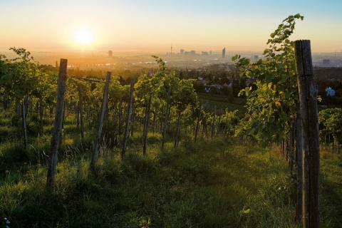 Vineyard in Vienna © WienTourismus / Lois Lammerhuber