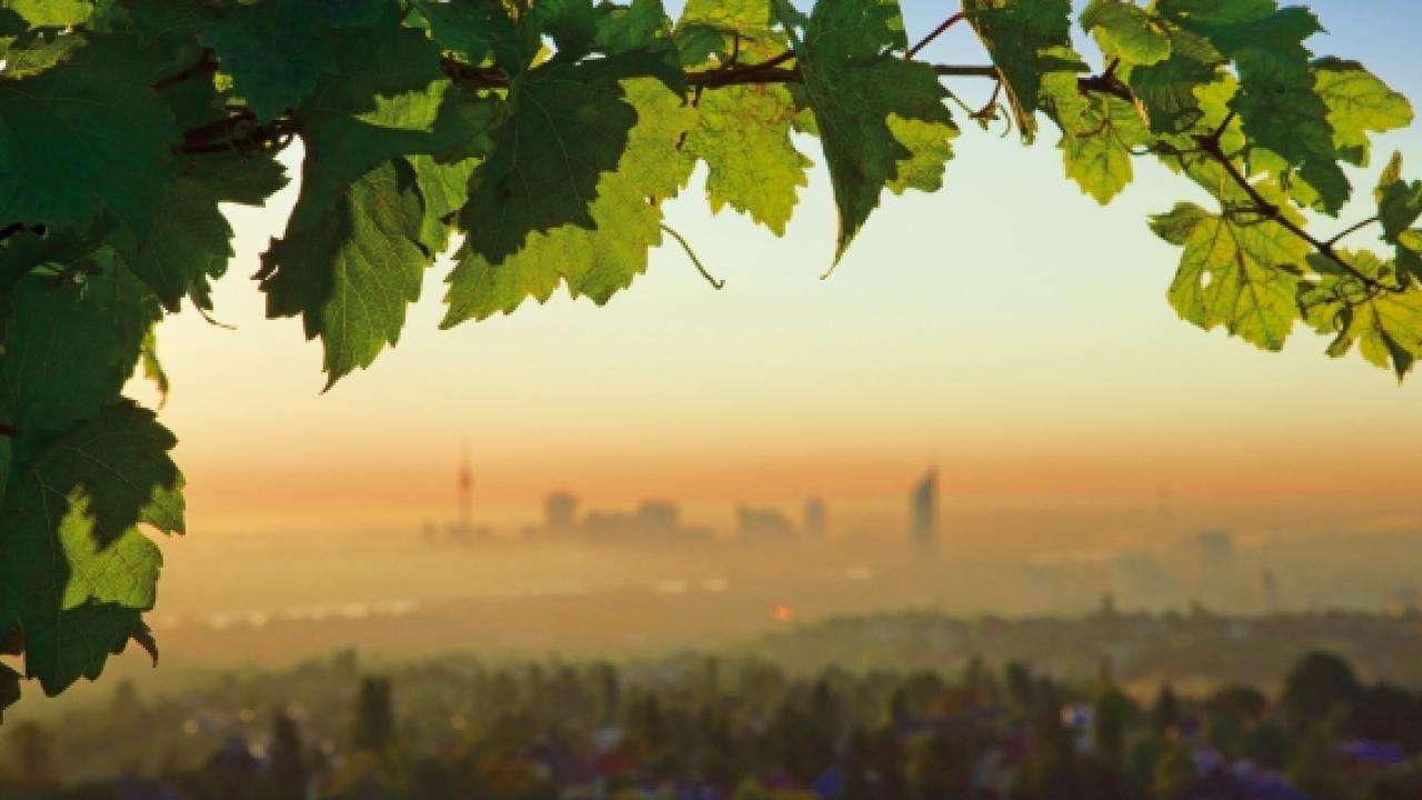 Vineyard with the skyline of Vienna 
