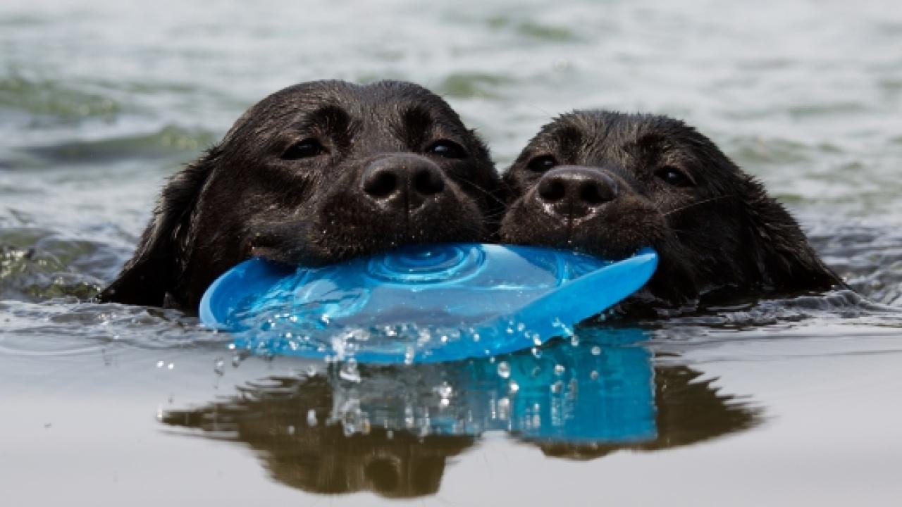 Dogs swimming in Vienna during summer