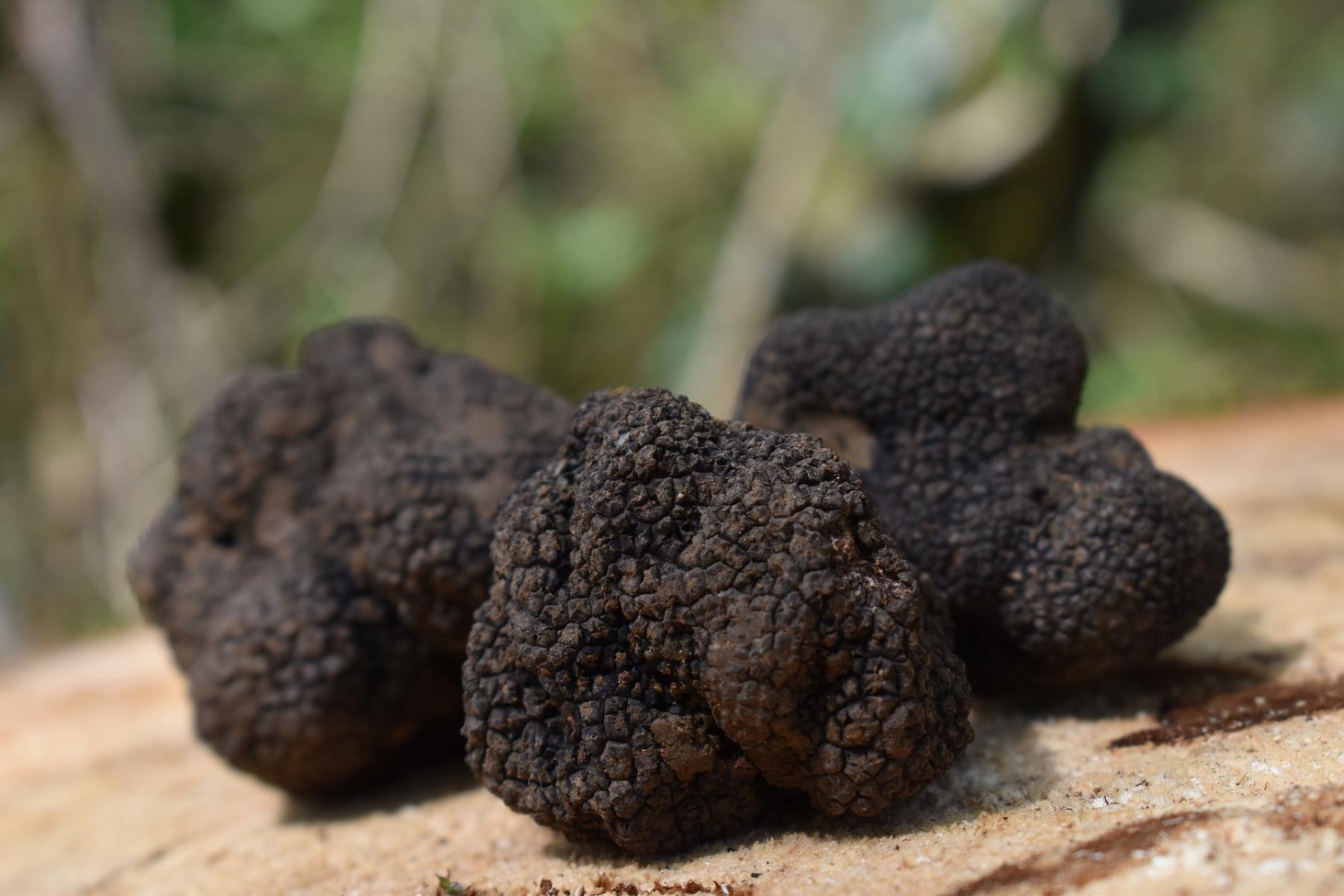 Whole truffles close up photo